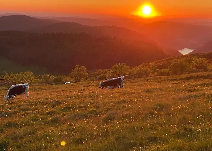 Le Nichoir Apartament